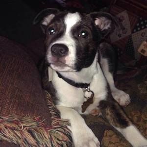 Meet your Posher, Brandy